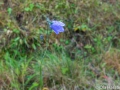 Blommor i mitten av oktober - Dalstorp