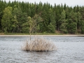 Vid Dalstorpasjön