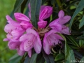 Humla i Rhododendron