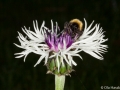 Humla i Centaurea "Purple Heart"