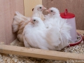 Kycklingar