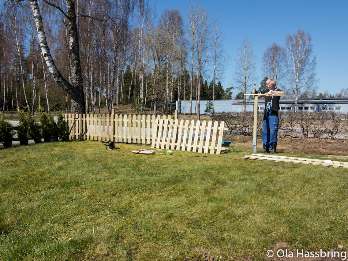 Inge hjälper till att sätta upp staket