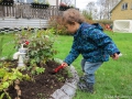 Alvin hjälper pappa Ola i trädgården