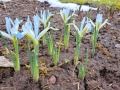 De första blomstren slår ut