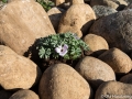 En Oxalis i stenpartiet
