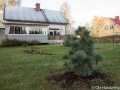 Pinus strobus, Macopin. Weymouthtall