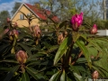 Första rhododendronblomman slår ut