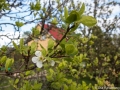 Fruktträdsblom