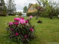Första Rododendronen blommar