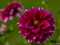 Dahlia