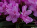 Rododendron