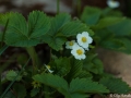 Smultronblom