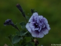 Petunia