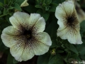 Petunia