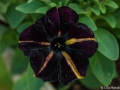 Petunia