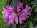 Humla på besök bland rododendron