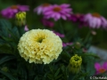 Stor tagetes