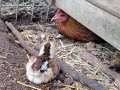 20230425-En-kyckling-blir-avvisad-fran-sin-mamma