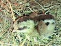 20230425-Lilla-Pip-borjar-aterhamta-sig-1
