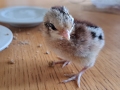 20230427-Lilla-Pip-pa-battringsvagen-1