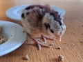 20230427-Lilla-Pip-pa-battringsvagen-3