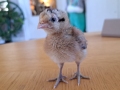 20230505-Lilla-Pip-ogat-aterstallt-2