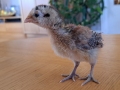 20230505-Lilla-Pip-ogat-aterstallt-3