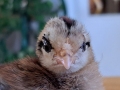 20230505-Lilla-Pip-ogat-aterstallt