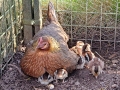 Höna med 10 dagsgamla kycklingar
