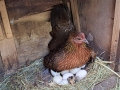Hona-med-adopterad-efterslantad-kyckling
