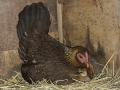 Hona-med-kyckling-2