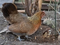 hona-med-adopterad-kyckling-02
